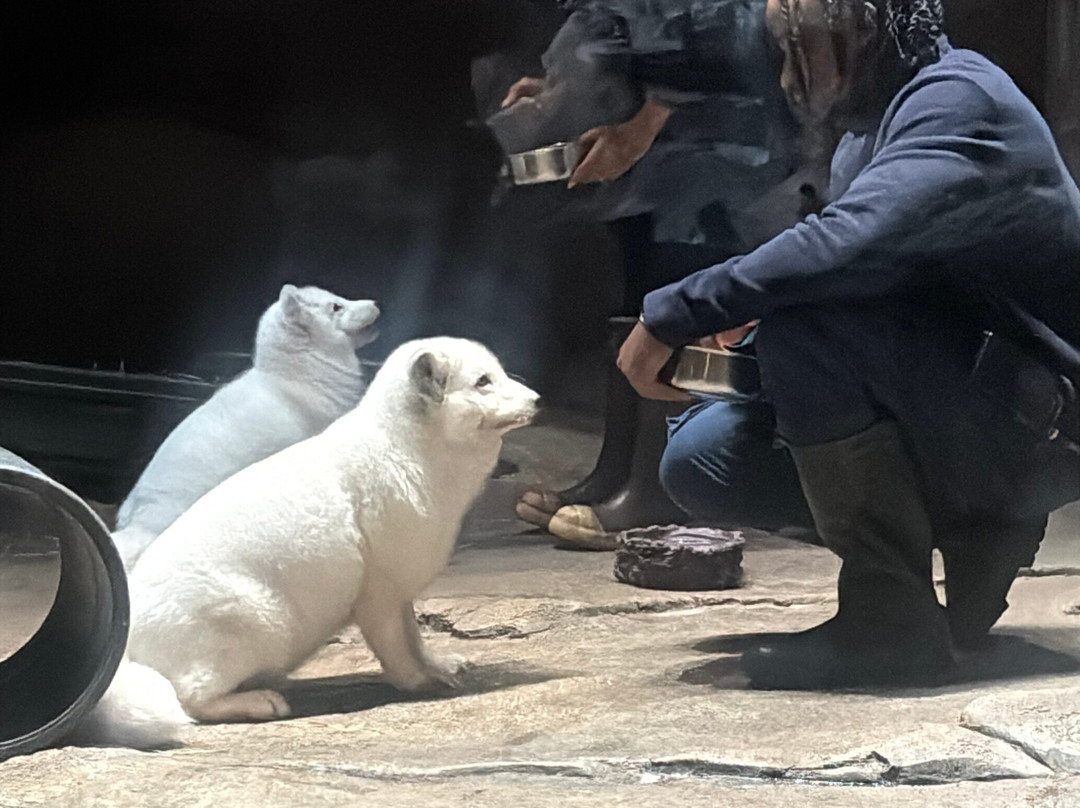 SeaWorld Yas Island Abu Dhabi-阿布扎比必去景点