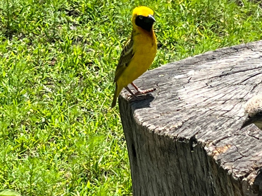 Savannah Explorers Limited-阿鲁沙必去景点