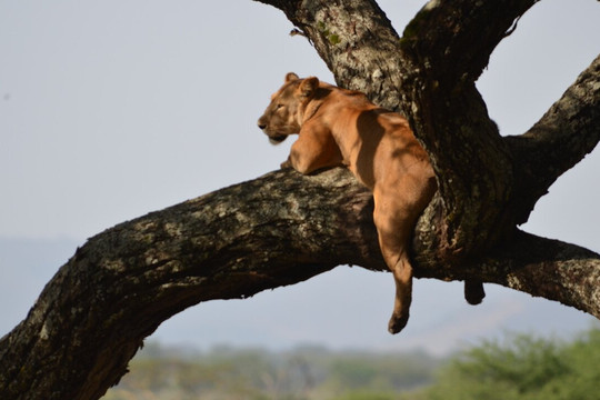 Nature's Land Safaris & Rentals-姆万扎必去景点
