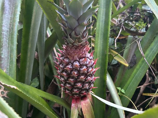 Chiang Mai Eco Trekking-清迈必去景点