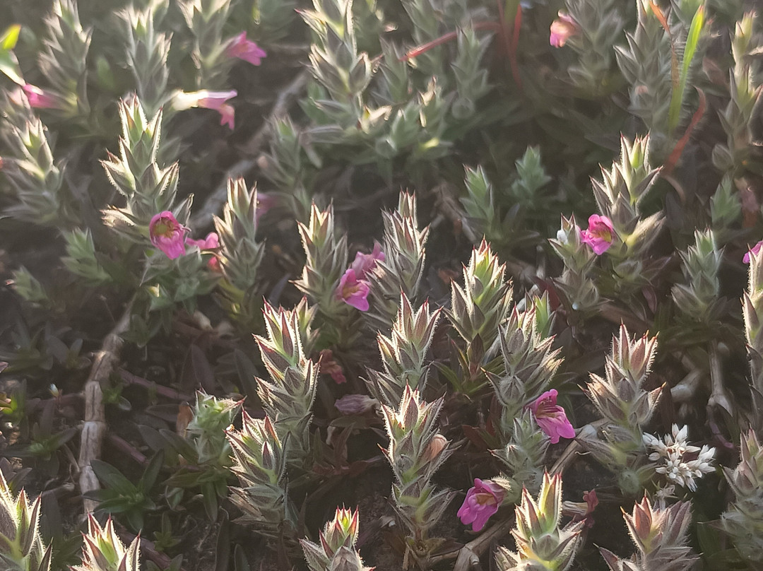 Madayipara-坎纳诺尔必去景点