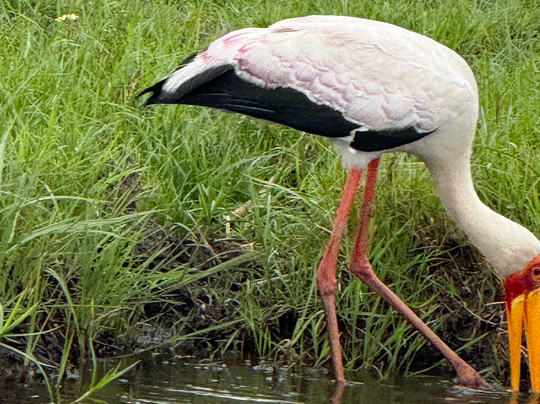 The African Wild-马翁必去景点