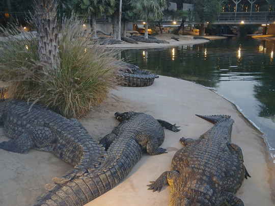 Dubai Crocodile Park-迪拜必去景点