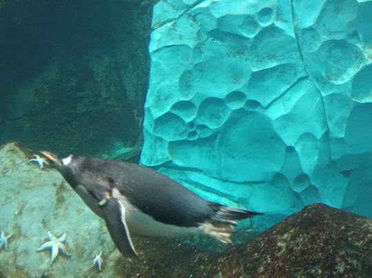 SeaWorld Yas Island Abu Dhabi-阿布扎比必去景点