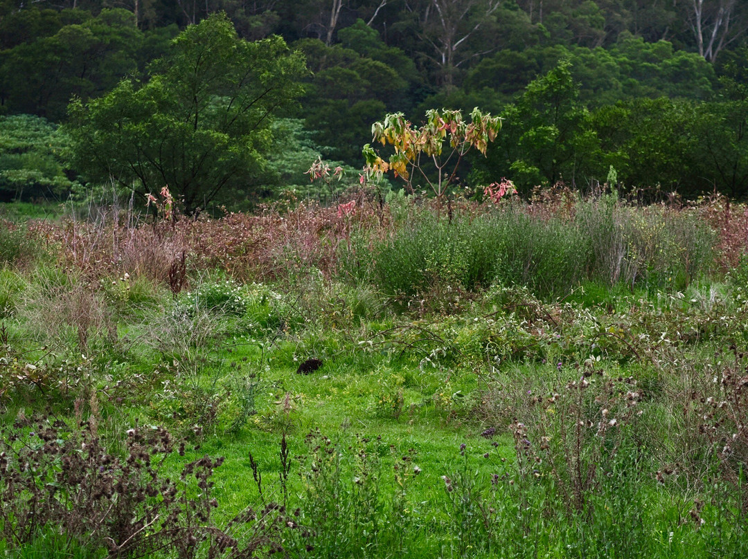 Bendeela Camping and Picnic Area-袋鼠谷必去景点