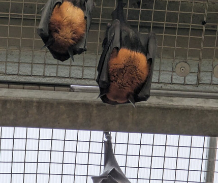 Krokodille Zoo-Eskilstrup必去景点