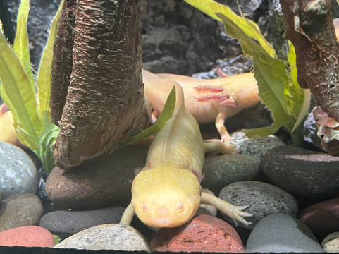 Acuario Michin Guadalajara-瓜达拉哈拉必去景点