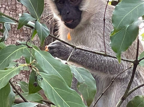 Truevine Safaris-坎帕拉必去景点
