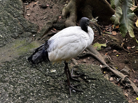 名护Neo自然动植物公园-名护市必去景点