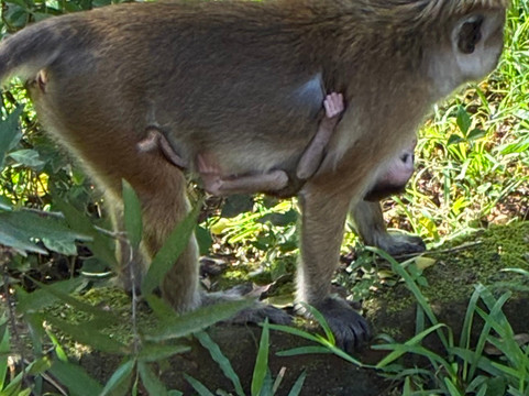 Come Visit Sri Lanka-康提必去景点