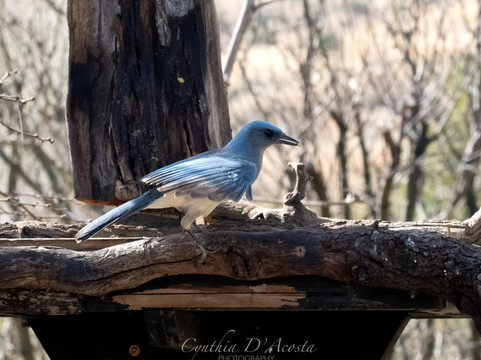 Ash Canyon Bird Sanctuary-Hereford必去景点