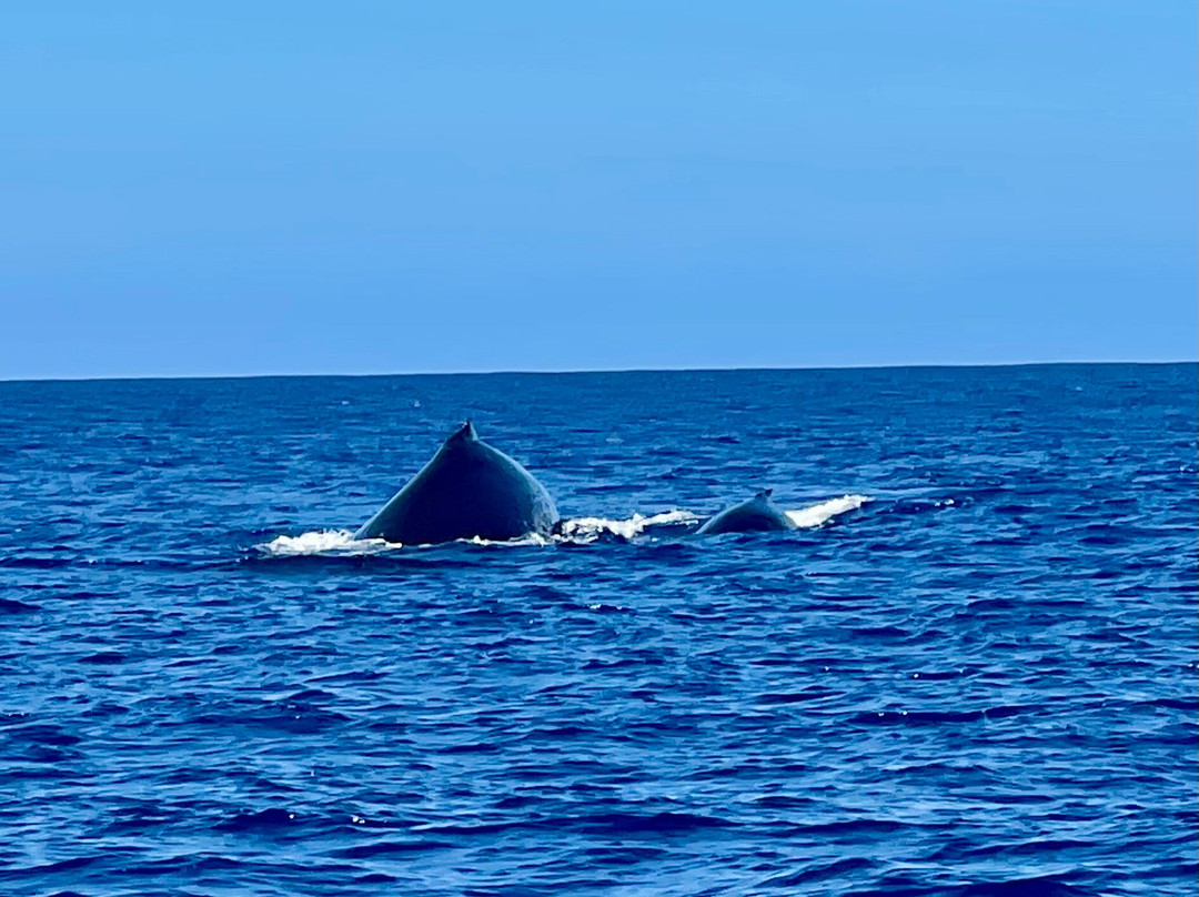Da Whale Boat: Big Island Humpback Adventures-卡威哈也必去景点