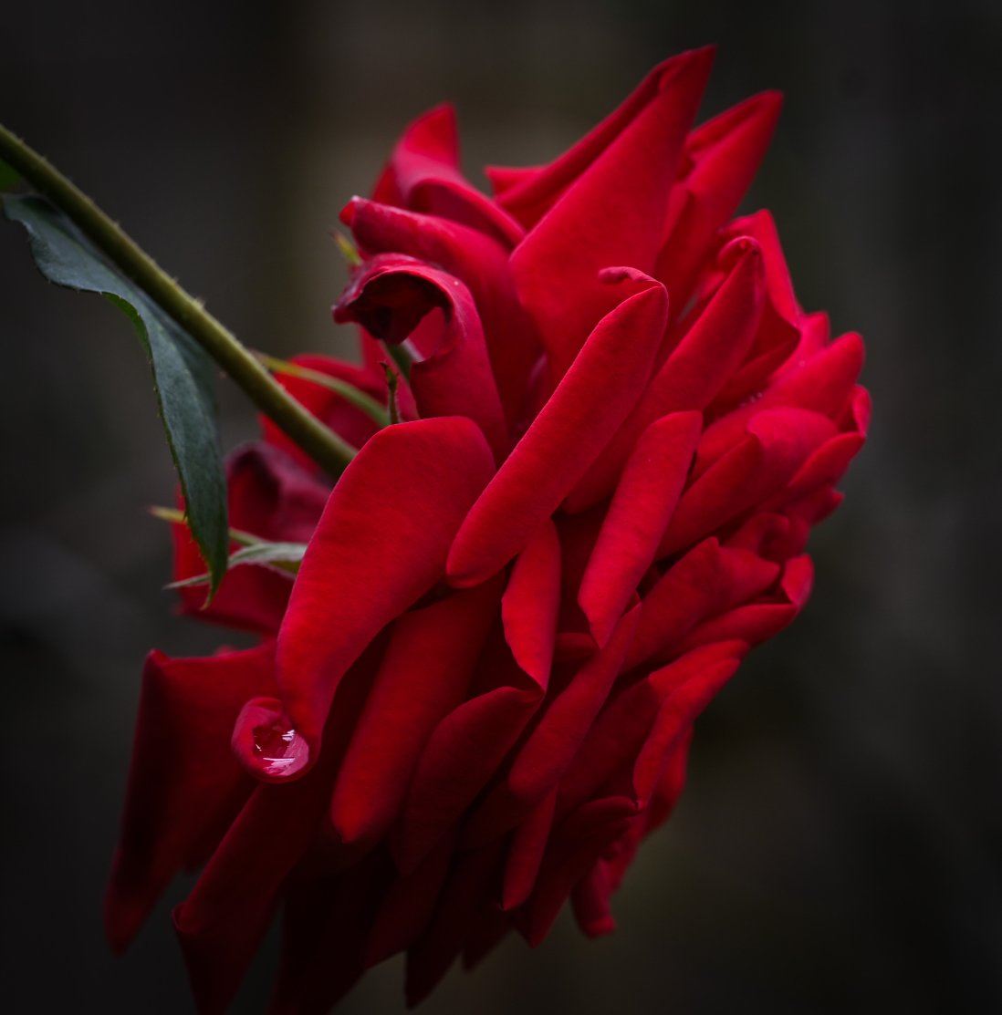 萨多勒里乡村别墅-官方