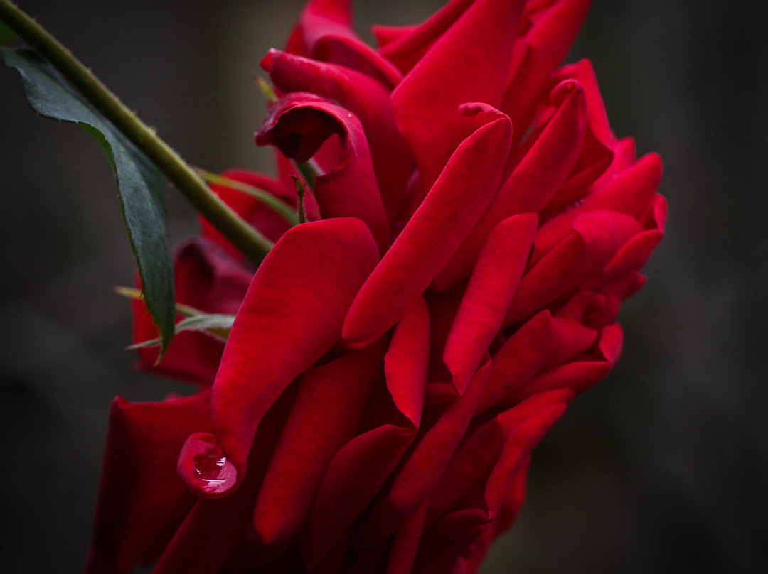 萨多勒里乡村别墅主图