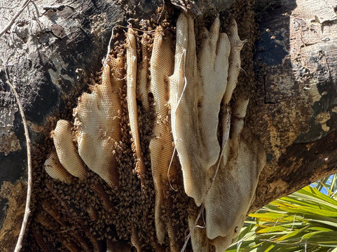 Pond Apple Park-萨尼贝尔岛必去景点