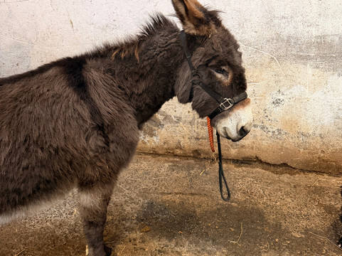 Kinedale Donkeys-Ballynahinch必去景点