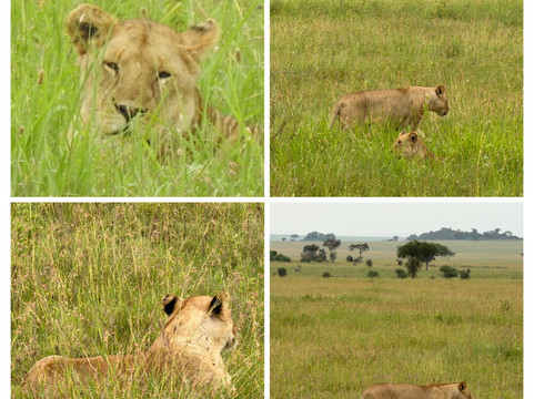 Shadows of Africa-阿鲁沙必去景点