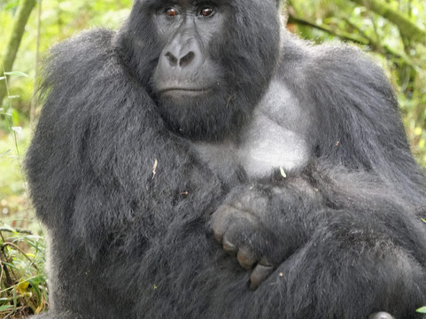 Virunga Gorilla Tours and Eco Safaris-Kisoro必去景点