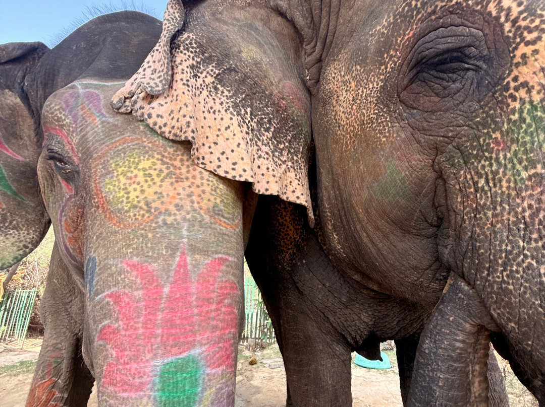 EleSafari-Amer必去景点