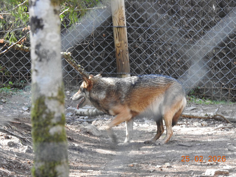 La Maison des Loups-奥尔吕必去景点
