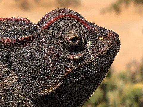 Chameleon Holidays and Travel-温德和克必去景点