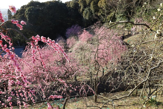 Oagata Shrine-犬山市必去景点
