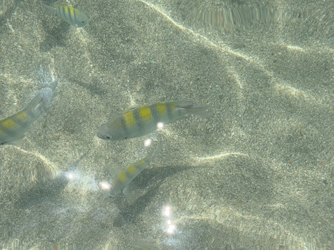 Piscinas Naturais De Pajucara-Maceio必去景点