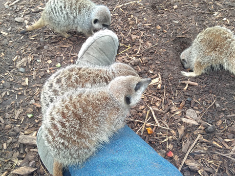 Hoo Zoo And Dinosaur World-特尔福德必去景点