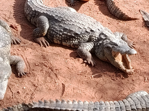 Lagune de la Somone-索蒙必去景点