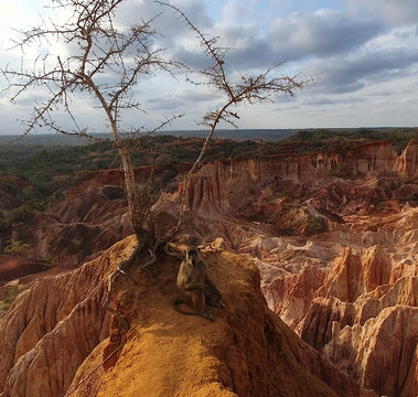 Scopri il Kenya con Nicholas-瓦塔木必去景点