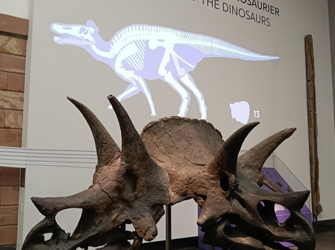 森肯伯格自然历史博物馆-法兰克福必去景点