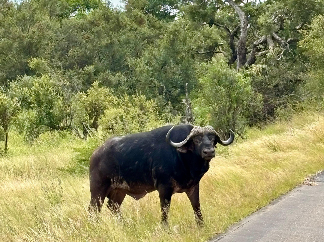 Wild And Free Safaris-霍德斯普鲁特必去景点