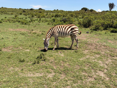 Wave remover Boat Tours Naivasha-Karagita必去景点