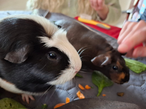 Cavies & Cake-Fakenham必去景点