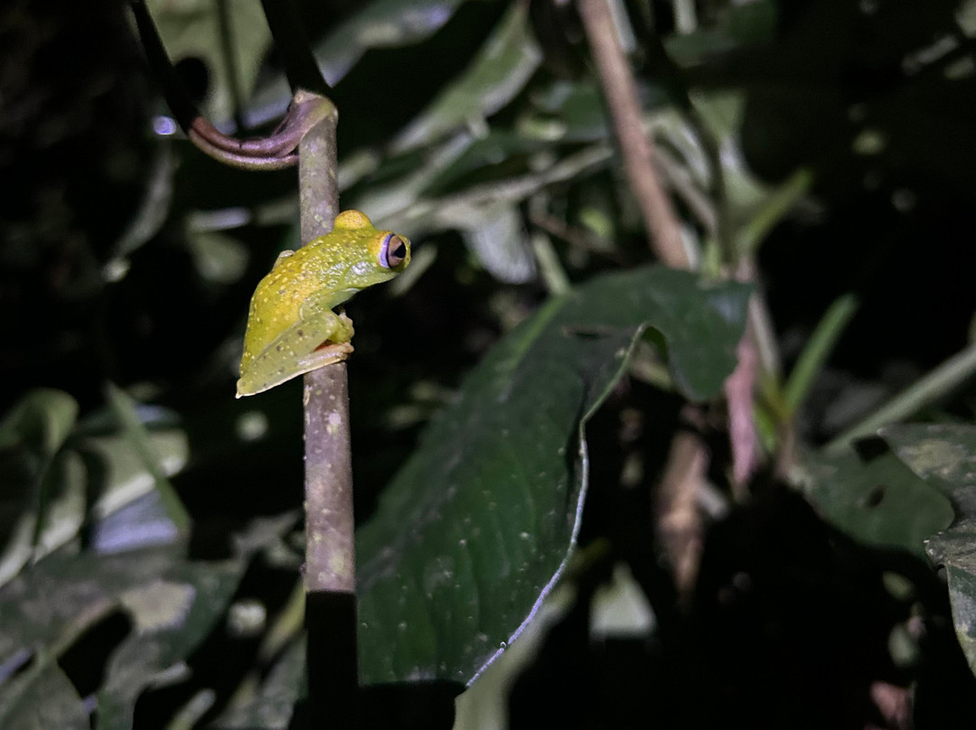 Harpy Eagle Tortuguero-托图杰多必去景点