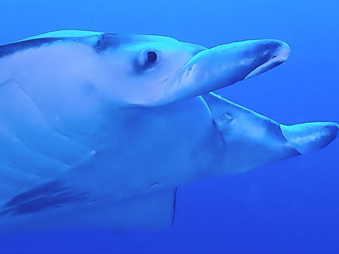 OK Maldives-马累必去景点