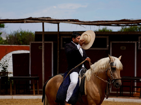 Caballos Peruanos De Paso-特鲁希略必去景点