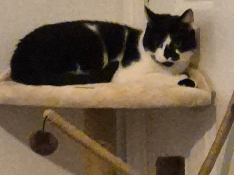 Ferne Animal Sanctuary-Chard必去景点