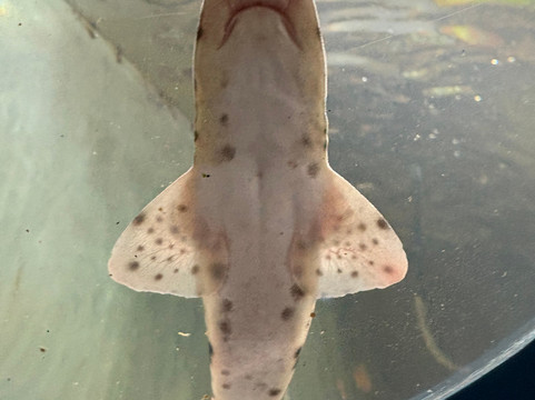 Ilfracombe Aquarium-伊尔弗勒科姆必去景点