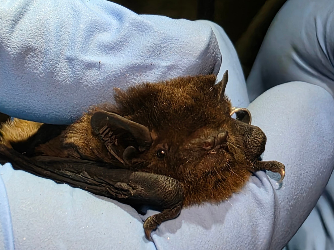 Talbot Forest Scenic Reserve-杰拉尔丁必去景点