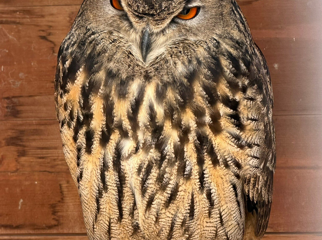 Arca dei Camaleonti-Civitella San Paolo必去景点