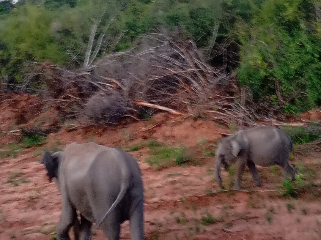 Didulanka yala safari