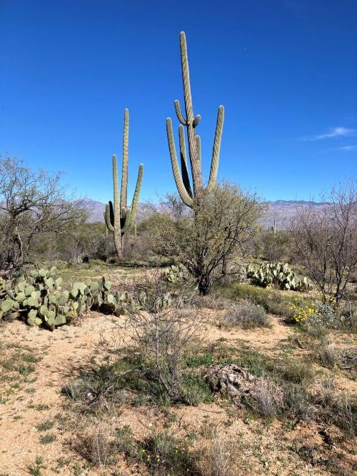 Cactus Forest Drive-图森必去景点