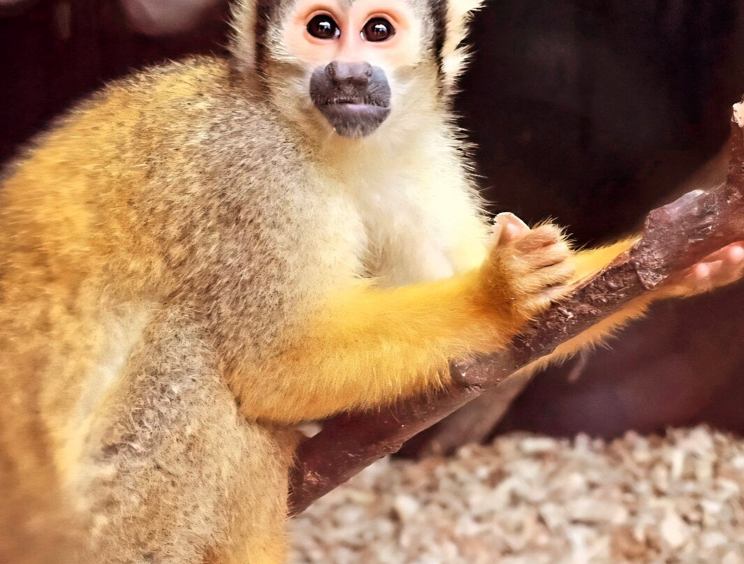 Crocodiles of the World-Brize Norton必去景点