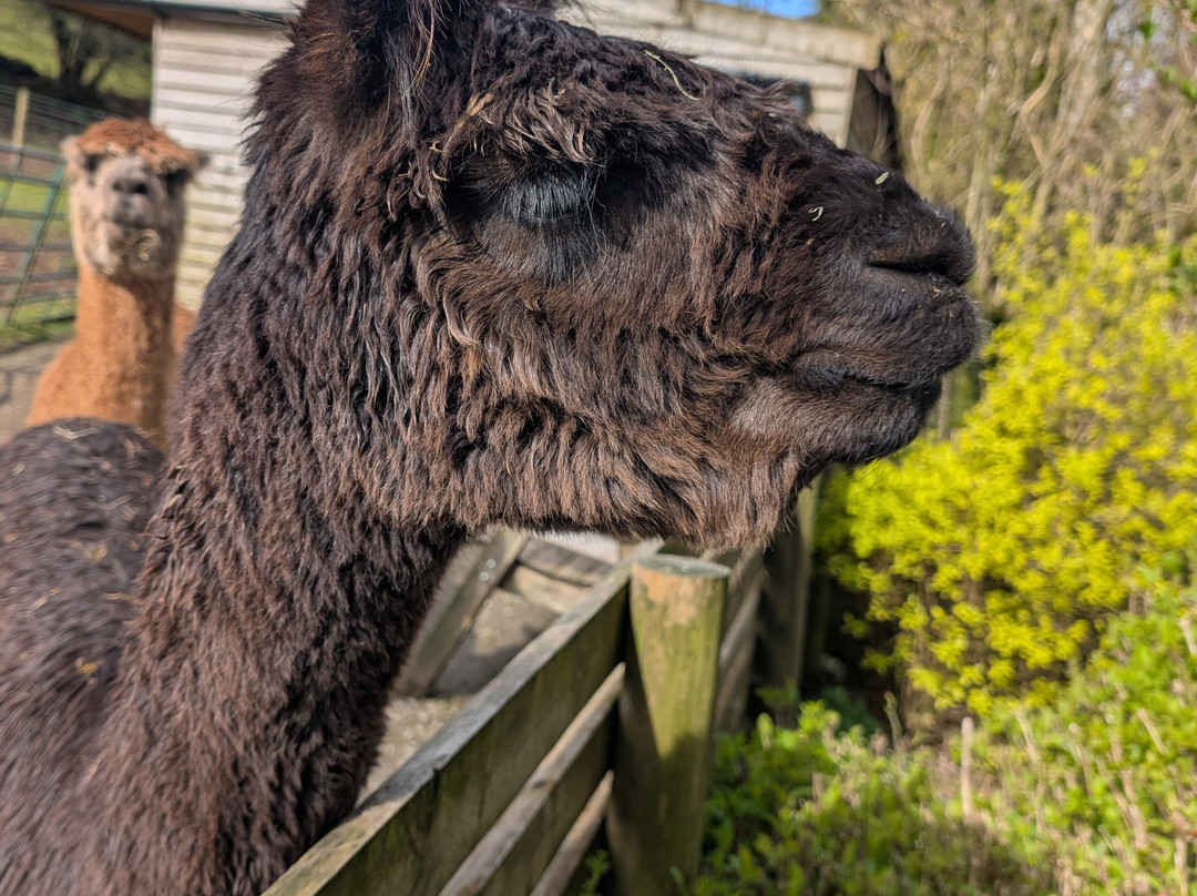 Lydford Gorge Alpacas-Lydford必去景点
