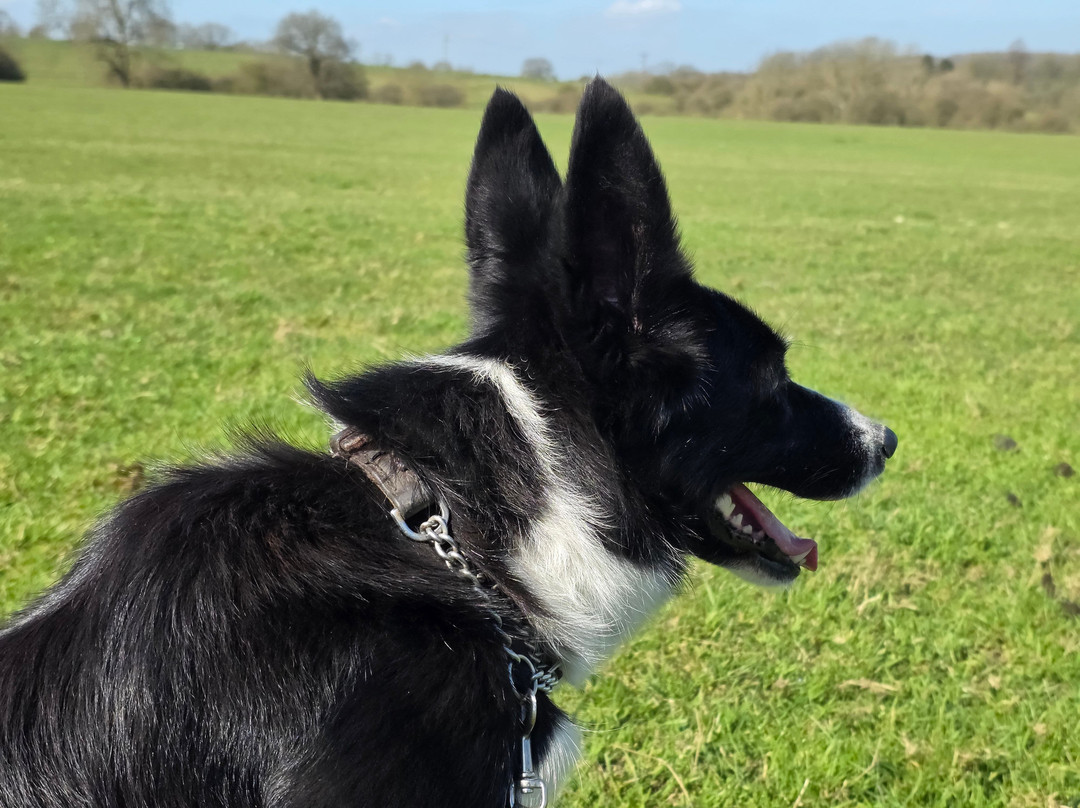 Nij Vyas Sheepdog Experience-East Norton必去景点