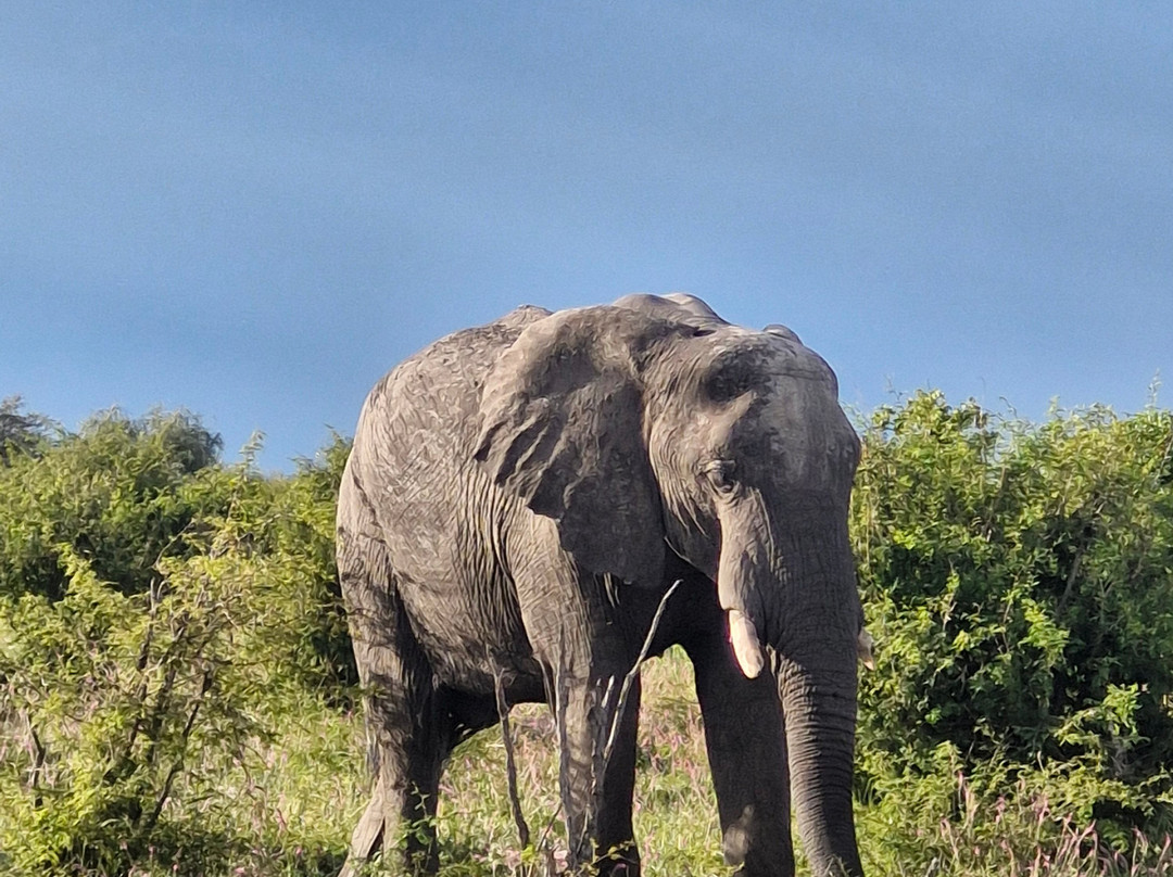 Rhino Africa Safaris-开普敦中心区必去景点