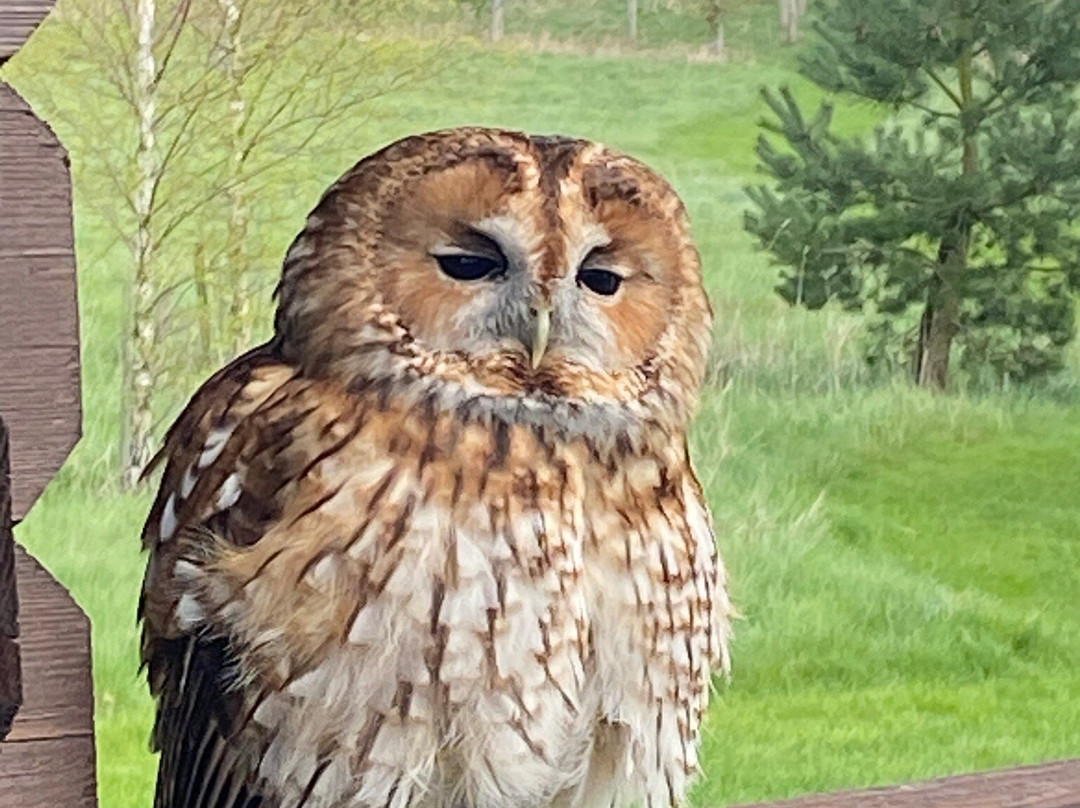 Bird on the Hand Falconry Experiences-Church Langton必去景点