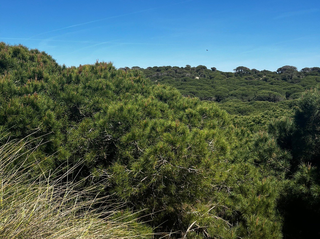 Parque Nacional de Doñana-阿尔蒙特必去景点