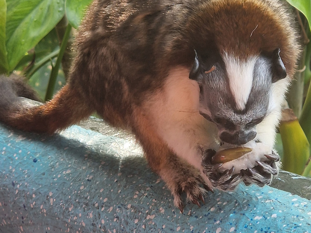Bis Bald Tours-巴拿马城必去景点